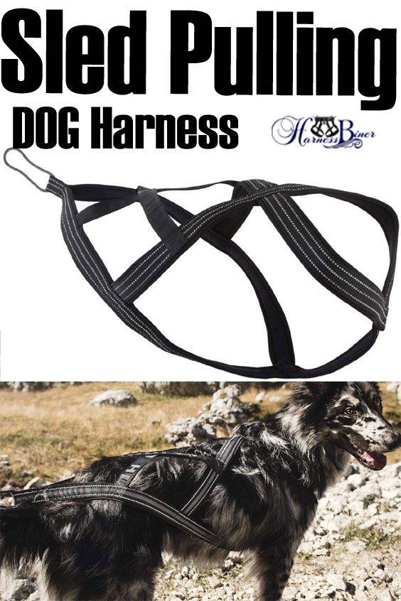 Weight Pulling Dog Harness No Two Dogs Are The Same Don T Guess