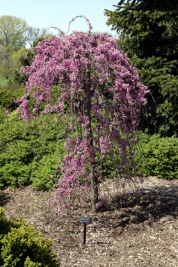 Flower Garden Ideas Zone 5 455 best gardening zones 4a 4b 5a 5b 6a 6b images on pinterest Flower Garden Ideas Zone 5 455 best gardening zones 4a 4b 5a 5b 6a 6b images on pinterest