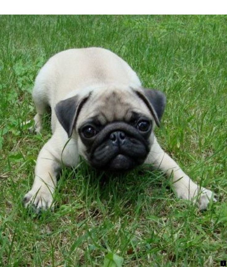 Find Out About Pug Puppies For Sale Near Me Click The Link To