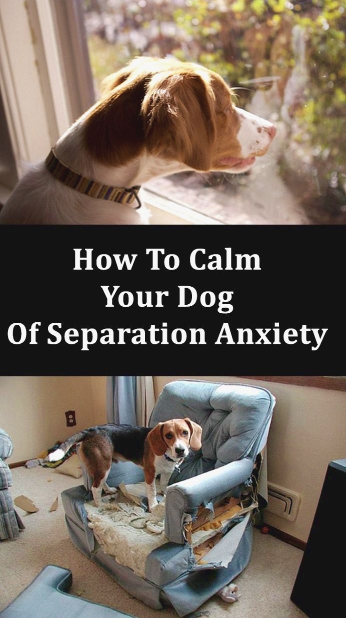 3 Simple Dog Training Tips That Will Change Your Dogs In No Time