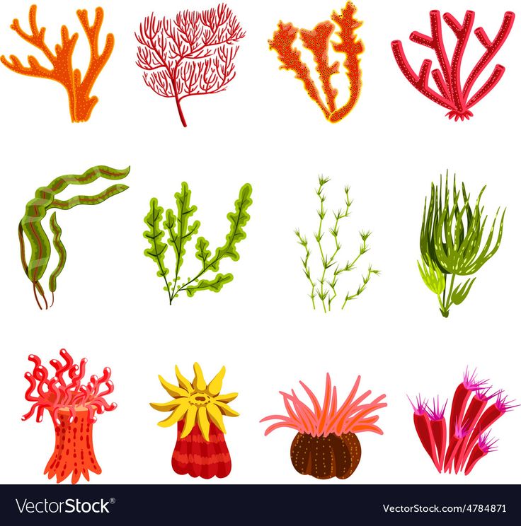 Coral Affiliates Coral Affiliates
