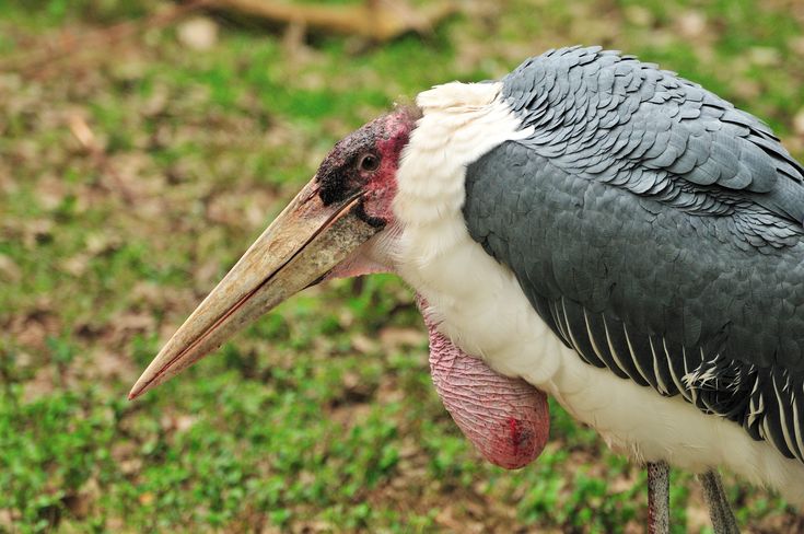 Zoo Santo Inacio - официальный сайт, на карте, цены, что посмотреть, фото, отзыв