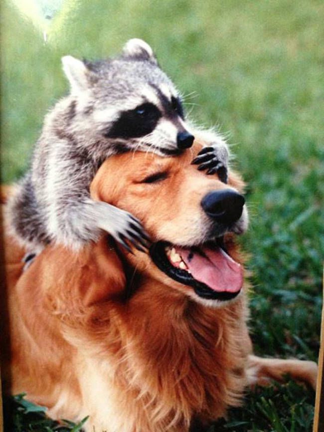 Best Unusual Animal Friendships Images On Pinterest Fluffy Pets Friendship And Adorable Animals Best Unusual Animal Friendships Images On Pinterest Fluffy Pets Friendship And Adorable Animals