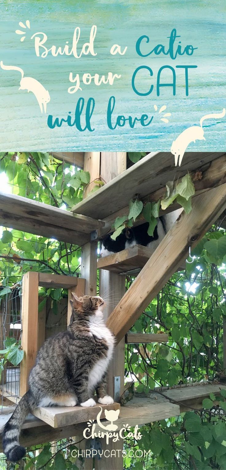 So Bauen Sie Ein Catio Das Ihre Katze Lieben Wird Die Verschmelzung Von Außen Und Innen Auße Outdoor Cats Outdoor Cat Enclosure Cat Playground Outdoor