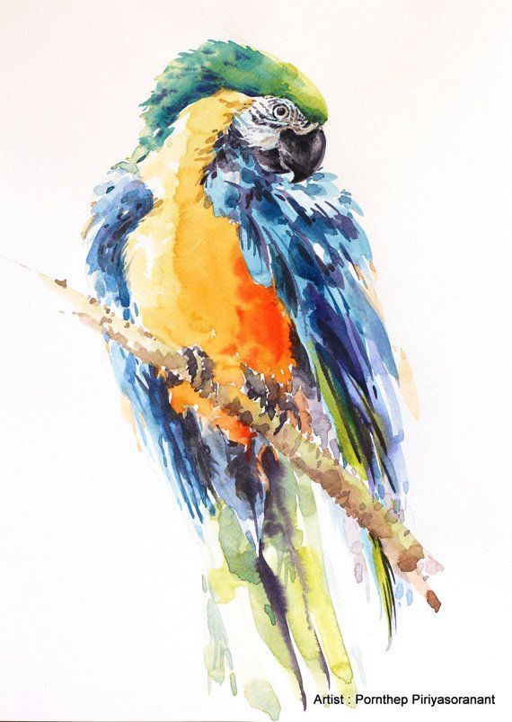 Gimpel Original Aquarell Vogel Malerei 7 4 5 X 7 4 5 Zoll