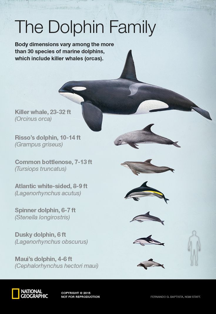 an overview of the shark families in the sea Types of sharks the tiger shark: garbage gut of the sea always on the lookout for a quick meal, tiger sharks are best known for their killer instincts and voracious appetites. an overview of the shark families in the sea Types of sharks the tiger shark: garbage gut of the sea always on the lookout for a quick meal, tiger sharks are best known for their killer instincts and voracious appetites.