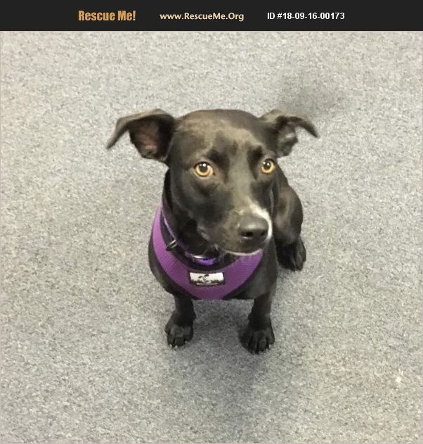 Adopt 18091600173 Chihuahua Rescue Bronson Mi Pet Adoption