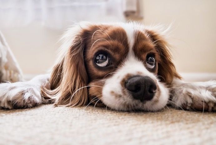 Learn the Dog Arthritis Signs and symptoms. Our post includes an infographic plu...