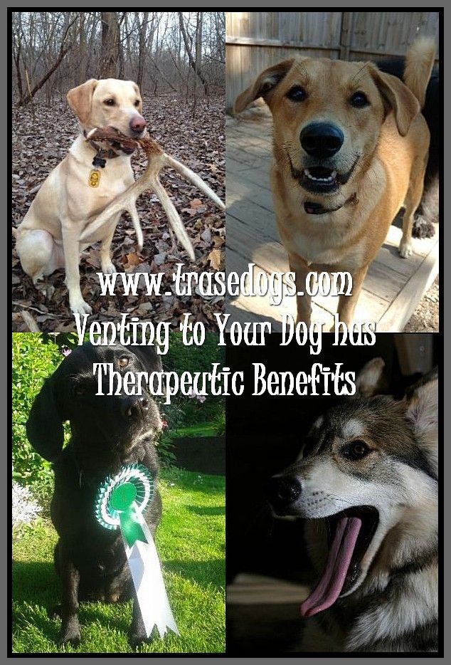 Easy Ways Of Caring Of A Dog Dogs Your Dog Training Your Dog