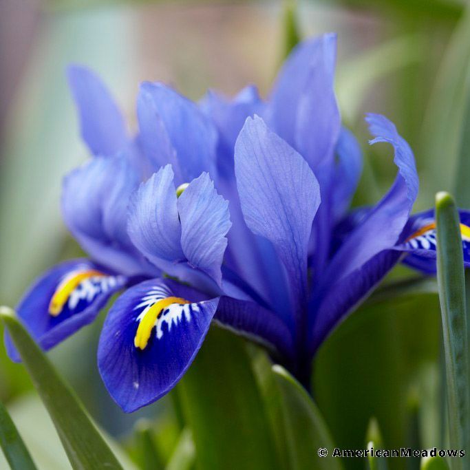Pin By Amanda Bachman On Flowers Iris Flowers Blue Iris Flowers Purple Iris