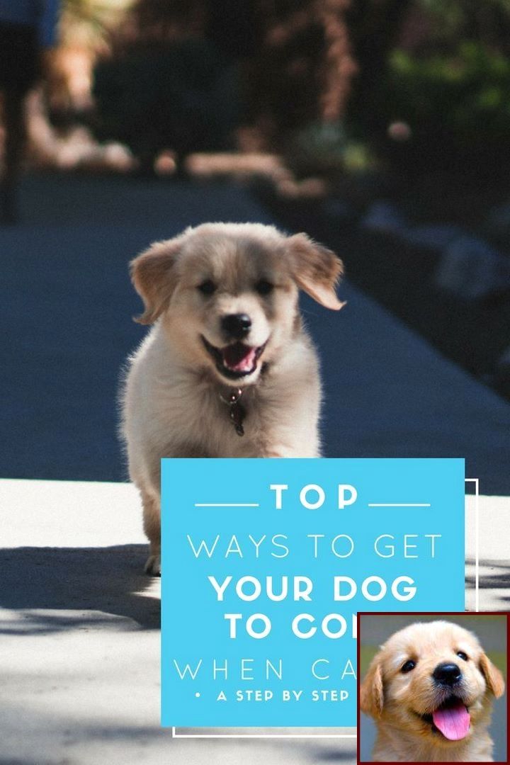 House Training A Puppy Without A Crate And Dog Behavior Hip Check