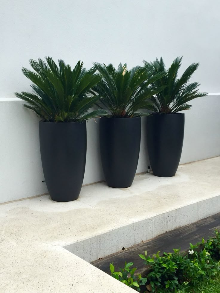 Planters | Tall matt black planters with Cycads | Nadia Gill Landscape ...