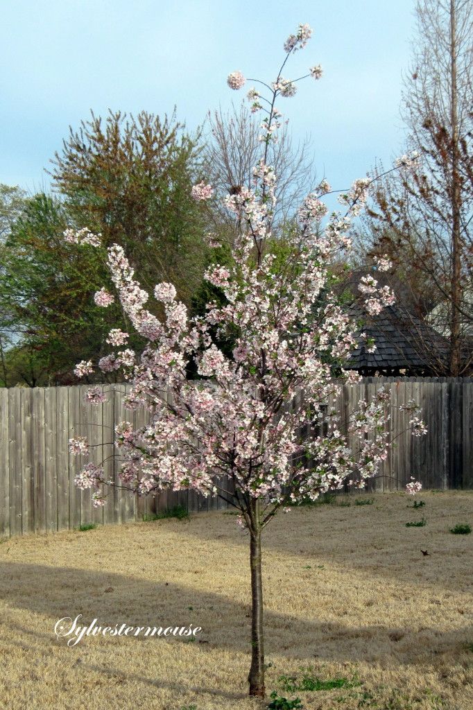 33 cherry tree best 25 yoshino cherry tree ideas on flowering cherry tree white blossom tree and 33 cherry tree best 25 yoshino cherry tree ideas on flowering cherry tree white blossom tree and