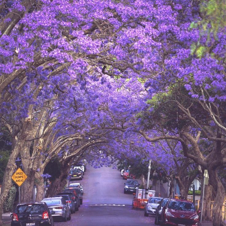 ABC Australia on Instagram “Who else loves jacaranda season? 📷 ABC Australia on Instagram “Who else loves jacaranda season? 📷