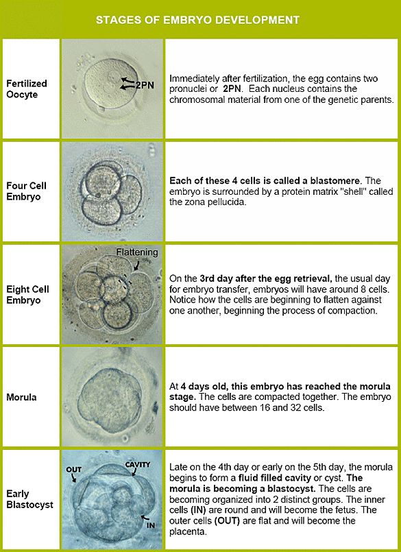 Pin On Surrogacy