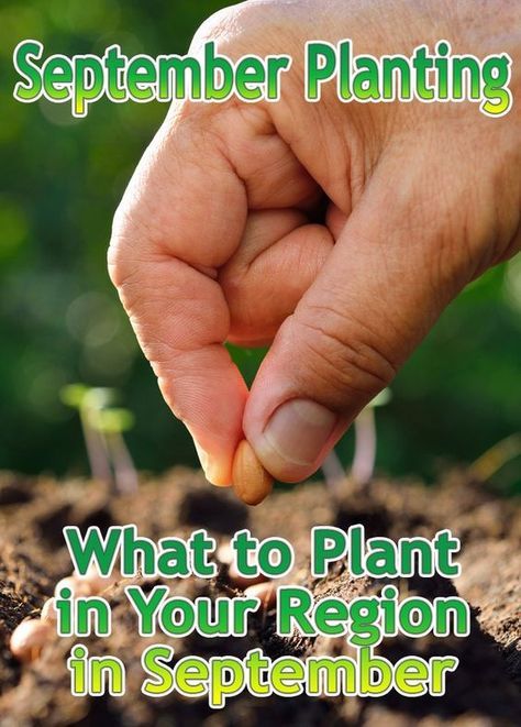 September Planting What To Plant In Your Region Garden Plants September Planting What To Plant In Your Region Garden Plants Vegetable