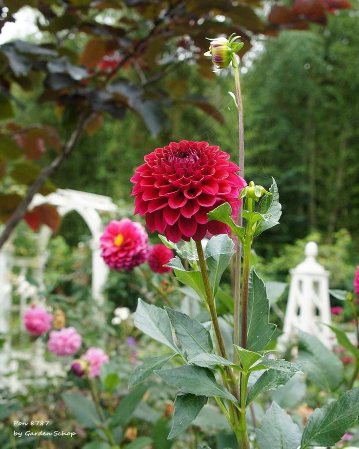 ダリア 恋紅 Dahlia Koi Kurenai ダリアって 名前を尋ねられると 答えるのに 気恥ずかしいのが多い 恋紅なんて まるで演歌の題名 燃えるような妖艶な紅赤色は ぴったりの名前だとは思うのですが 34 23 Flowers Plants ダリア 恋紅 Dahlia Koi Kurenai ダリアって 名前を尋ねられると 答えるのに 気恥ずかしいのが多い 恋紅なんて まるで演歌の題名 燃えるような妖艶な紅赤色は ぴったりの名前だとは思うのですが 34 23 Flowers Plants