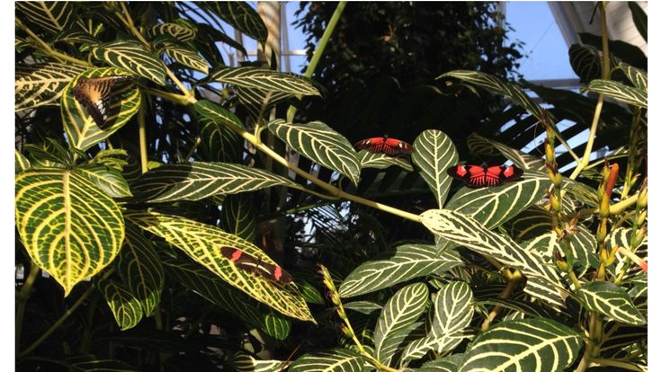 Niagara falls butterfly conservatory discount coupons 2019