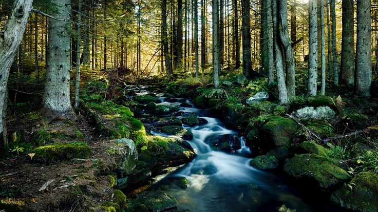 Zwergin Bruste Wald Kuessen