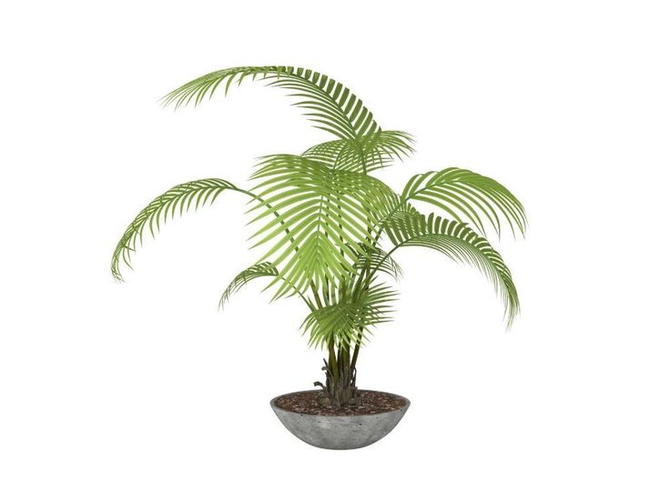 Best Houseplants Cool Shady Rooms Best Houseplants Cool Shady Rooms