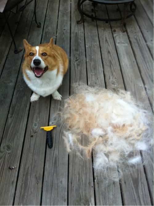 Best Dog Brush For Corgis Best Dog Brush For Corgis