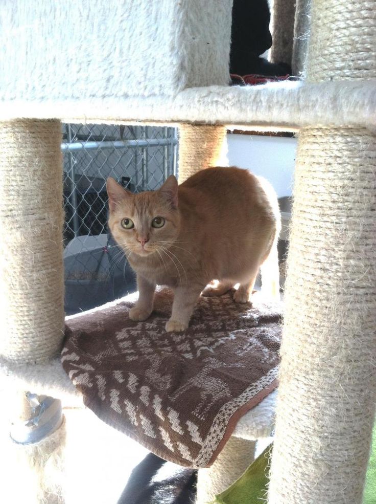 Adopt Mimosa on Petfinder Cat adoption, Tabby cat, Cat love