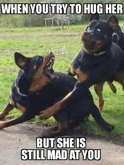 best 25 marriage meme ideas on pinterest funny husband quotes e9581794c8bef08d34b17c9ae40ab5eb friday funnies dog funnies best 25 marriage meme ideas on pinterest funny husband quotes,Marriage Meme For Her
