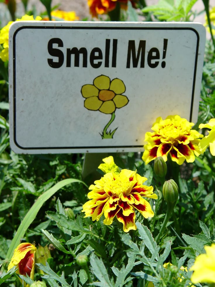 Garden Design For Children best 25+ sensory garden ideas on pinterest | outdoor classroom Garden Design For Children best 25+ sensory garden ideas on pinterest | outdoor classroom