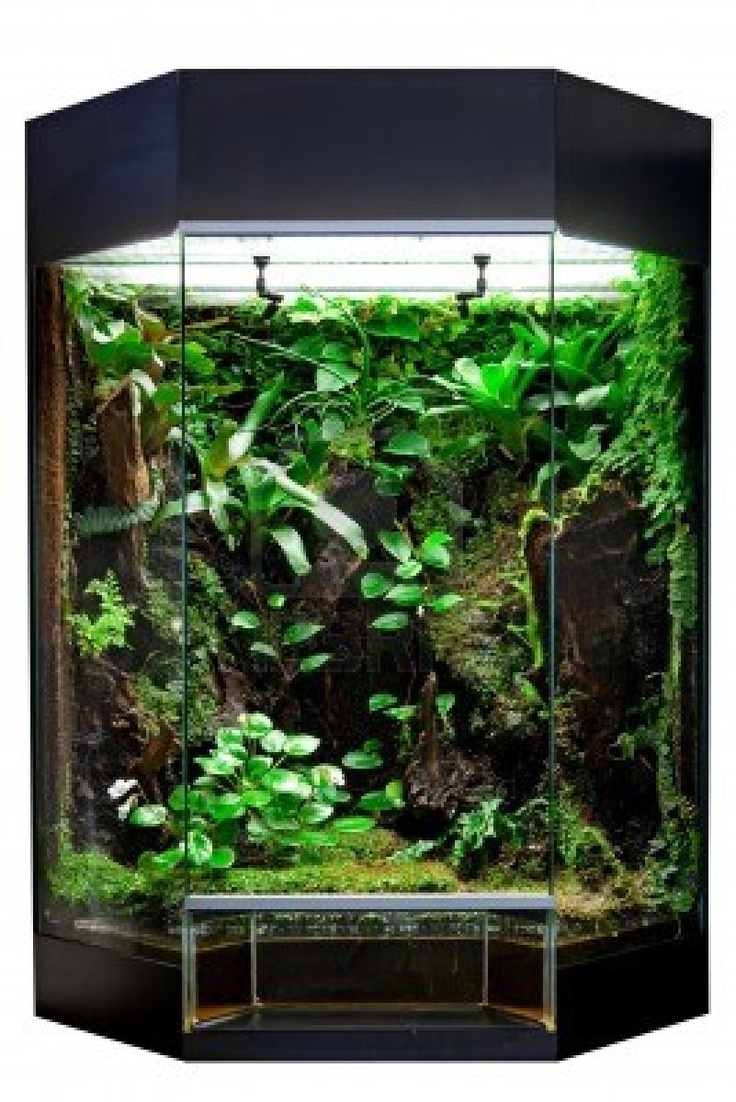 51 Best Awesome Reptile Terrariums & Vivariums Images On Pinterest terrarium or vivarium for keeping rainforest animal such as poison frog and lizards. Glass habitat pet tank with green moss and jungle vegetation. - 51 Best Awesome Reptile Terrariums & Vivariums Images On Pinterest