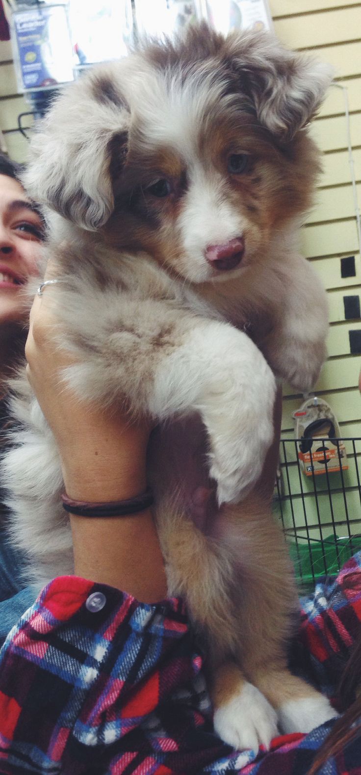 australian shepherd 8 weeks weight best 20 red merle australian shepherd ideas on pinterest aussie australian shepherd 8 weeks weight best 20 red merle australian shepherd ideas on pinterest aussie
