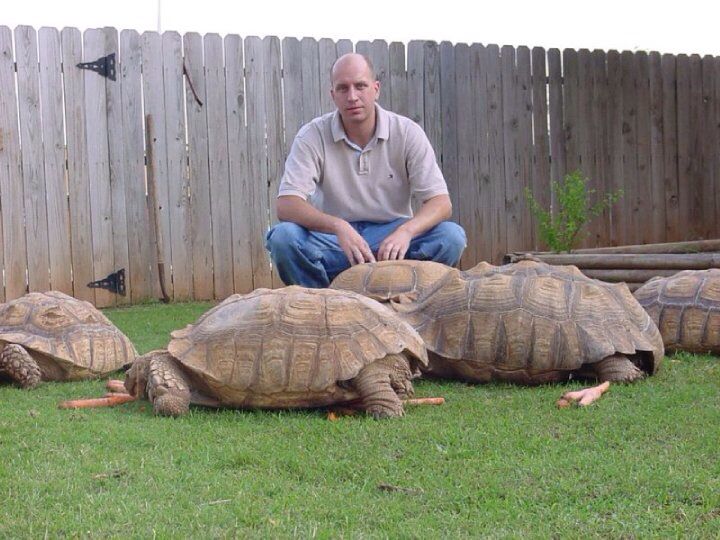 a man kneeling down next to three large tortoises in the grass near a fence