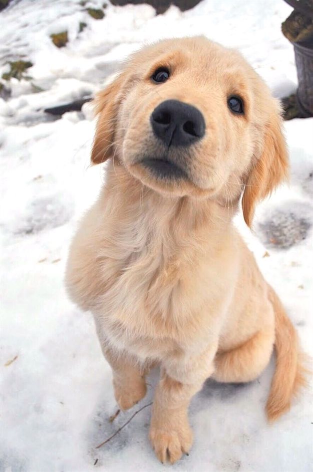 Happy Puppy Labrador Labradordog Labpuppy Golden Retriever