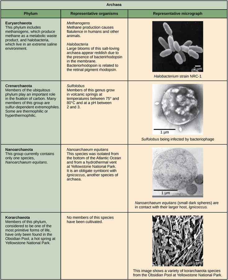 Phd thesis structure political science