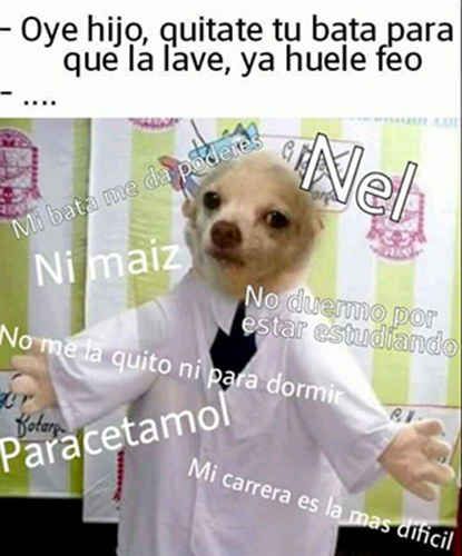 perrito campus perrito campus