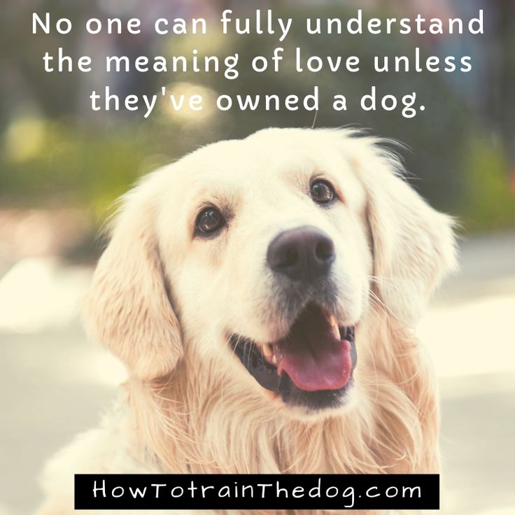 No One Can Fully Understand The Meaning Of Love Unless They Ve Owned A Dog Dogquotes Dogquote Doglovers Dog Quotes Dogs Training Your Dog