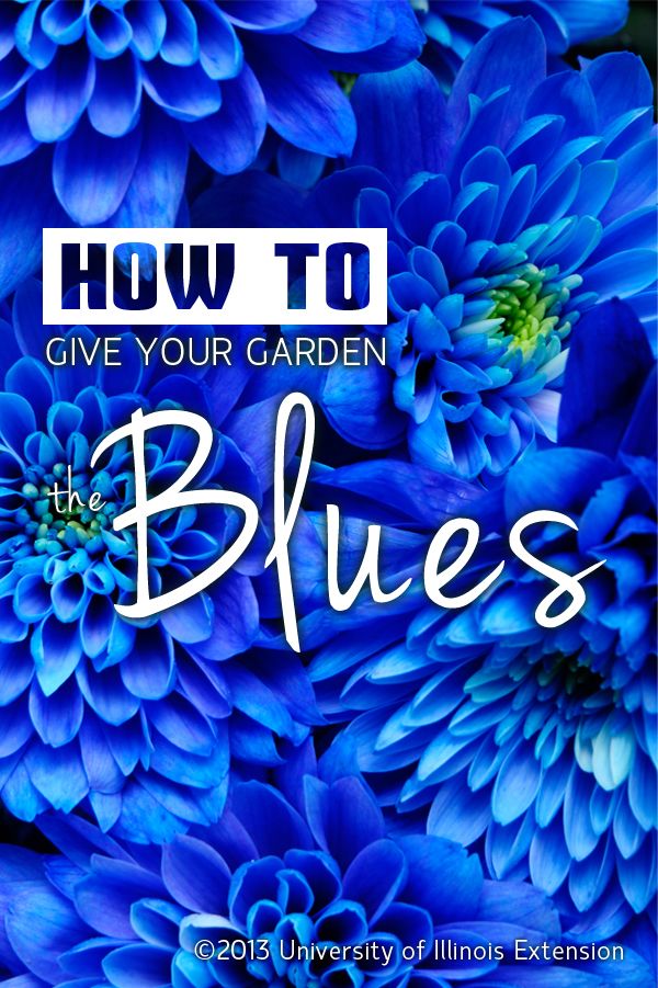 blue is one of the hardest colors to find for the garden read here how - Flower Garden Ideas Illinois blue is one of the hardest colors to find for the garden read here how - Flower Garden Ideas Illinois