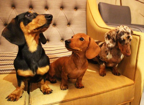World S First Dachshund Cafe Is Coming To The Uk Where And When