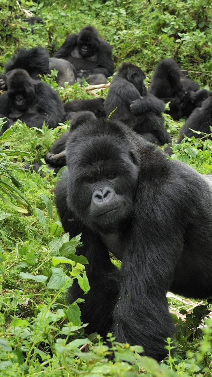 an introduction to the nature of gorilla gorilla Gorilla pathology and health: with a catalogue of preserved materials consists of two cross-referenced parts the first, the book itself, is a review of pathological changes and tissue responses in gorillas ( gorilla gorilla and g beringei ), with an emphasis on free-living animals, but also with reference to those in captivity. an introduction to the nature of gorilla gorilla Gorilla pathology and health: with a catalogue of preserved materials consists of two cross-referenced parts the first, the book itself, is a review of pathological changes and tissue responses in gorillas ( gorilla gorilla and g beringei ), with an emphasis on free-living animals, but also with reference to those in captivity.