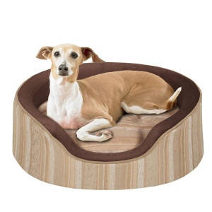 62 best italian greyhound images on pinterest 62 best italian greyhound images on pinterest