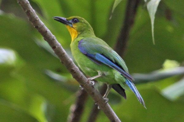 Pin on Leafbirds & Flowerpeckers