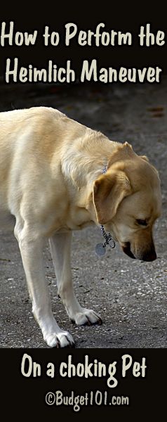 How to Perform the Heimlich Maneuver on a Pet that is choking!