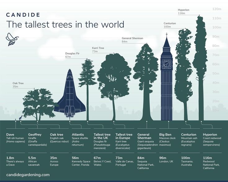 The Tallest Trees In The World Are Infographed To Show How High They Are The Tallest Trees In The World Are Infographed To Show How High They Are