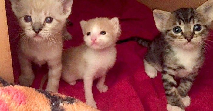 母猫に育児放棄された独りぼっちの子猫 保護先で優しいお兄ちゃん達と出会い 温かな家族の愛情を知る 13枚 子猫 ハムスター 動画 猫 母猫に育児放棄された独りぼっちの子猫 保護先で優しいお兄ちゃん達と出会い 温かな家族の愛情を知る 13枚 子猫 ハムスター 動画 猫