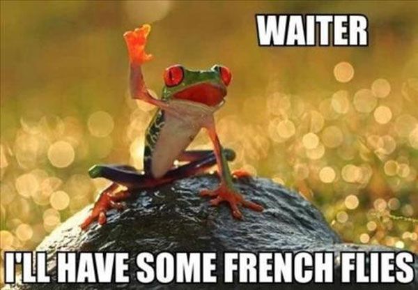Pin by Picture Seeker on Funny pictures | Funny frogs, Funny animal