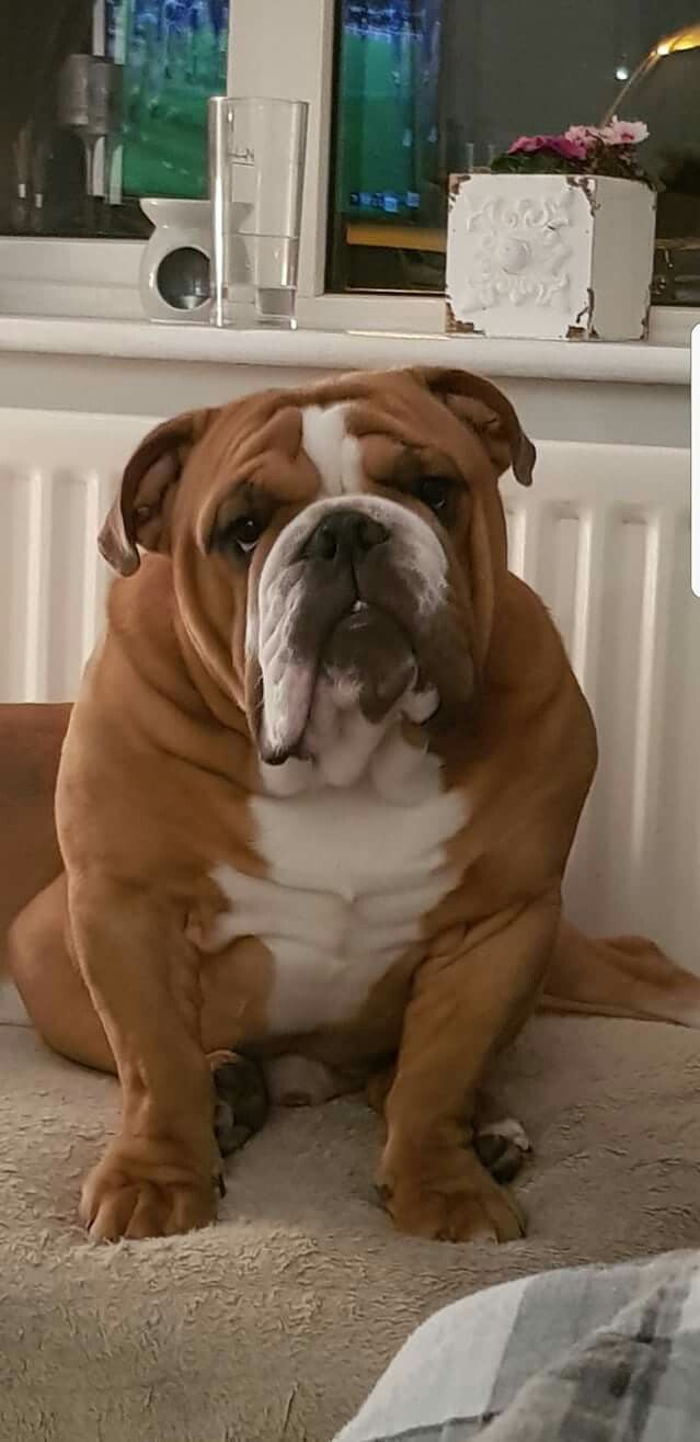 Pin By Susan Bass On English Bulldogs Dogs Bulldog Pics