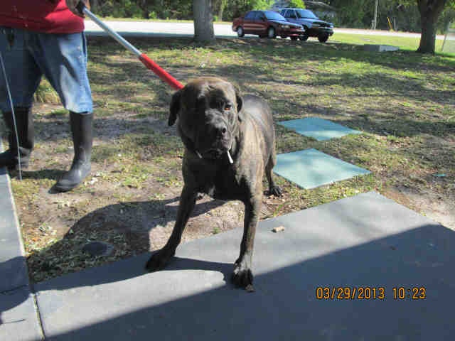 Brevard County Animal Shelter Dogs For Adoption