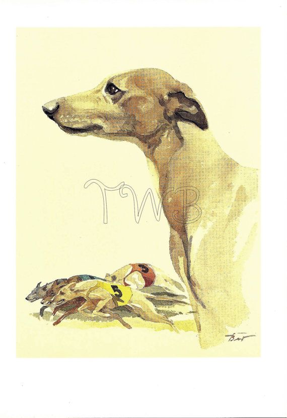 Greyhound And Cat Video Greyhound And Cat Video