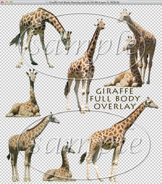 Best 25+ Images of giraffes ideas on Pinterest Giraffe drawing - griffe für küche Best 25+ Images of giraffes ideas on Pinterest Giraffe drawing - griffe für küche