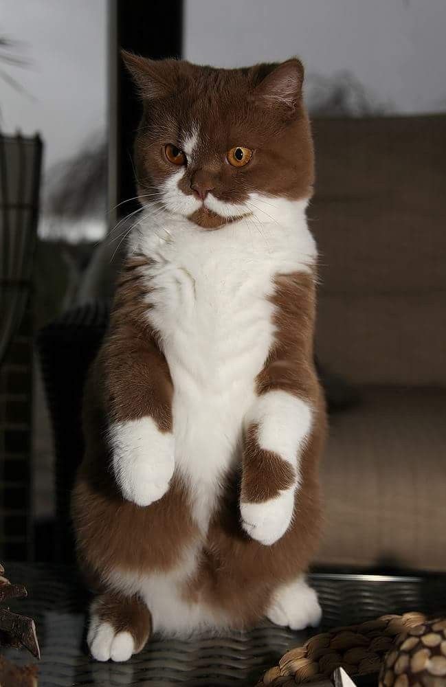 Perché I Gatti Hanno Paura Dei Cetrioli Gatticats Gatti Gatti