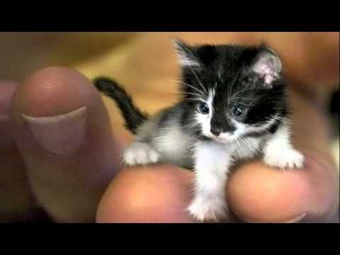 mr peebles the worlds smallest cat worlds smallest cat mr peebles may look like a kitten but he is actually 2 years old the tiny cat got its size - Biggest Cat In The World Guinness 2012 mr peebles the worlds smallest cat worlds smallest cat mr peebles may look like a kitten but he is actually 2 years old the tiny cat got its size - Biggest Cat In The World Guinness 2012